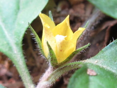 Lysimachia japonica