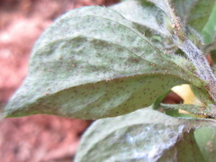 Lysimachia japonica