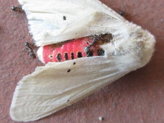 Spilarctia subcarnea