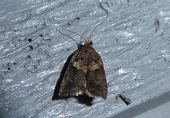 Harmologa
