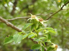 Rosa arvensis
