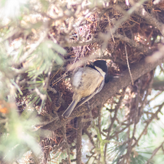 Periparus ater