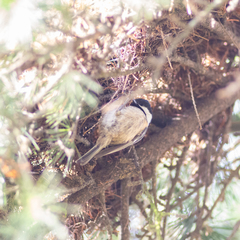 Periparus ater