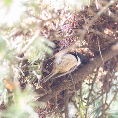Periparus ater