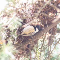 Periparus ater