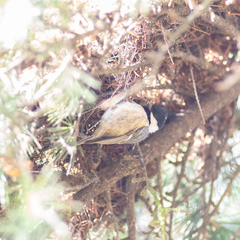 Periparus ater