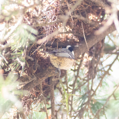Periparus ater