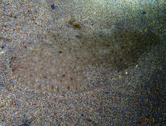 Solea senegalensis