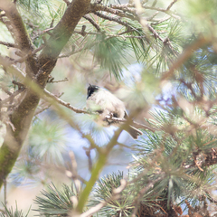 Periparus ater