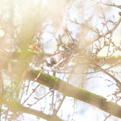 Periparus ater