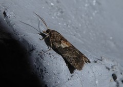 Harmologa