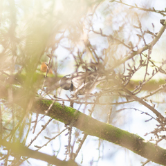 Periparus ater