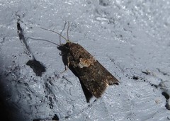 Harmologa
