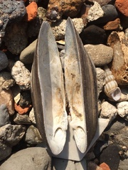 Nodularia douglasiae