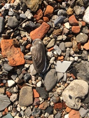 Nodularia douglasiae