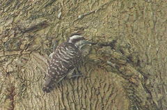 Yungipicus moluccensis