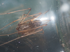 Scytodes fusca