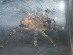 Lycosidae