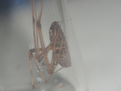 Scytodes fusca