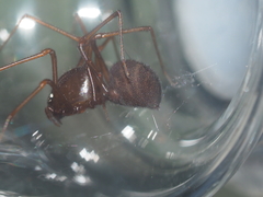Scytodes fusca