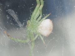 Massuria