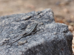 Tropidurus jaguaribanus