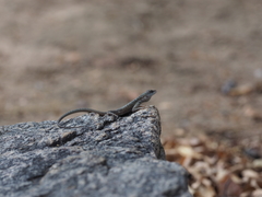 Tropidurus jaguaribanus