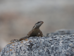 Tropidurus jaguaribanus