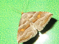 Paragabara flavomacula