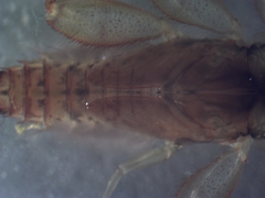 Maccaffertium modestum