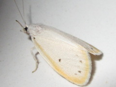 Miltochrista calamina