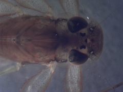 Maccaffertium modestum