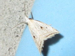 Calamotropha okanoi