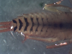 Maccaffertium modestum