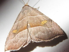 Paragabara flavomacula