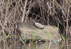 Mesoclemmys tuberculata