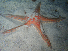 Astropecten aranciacus