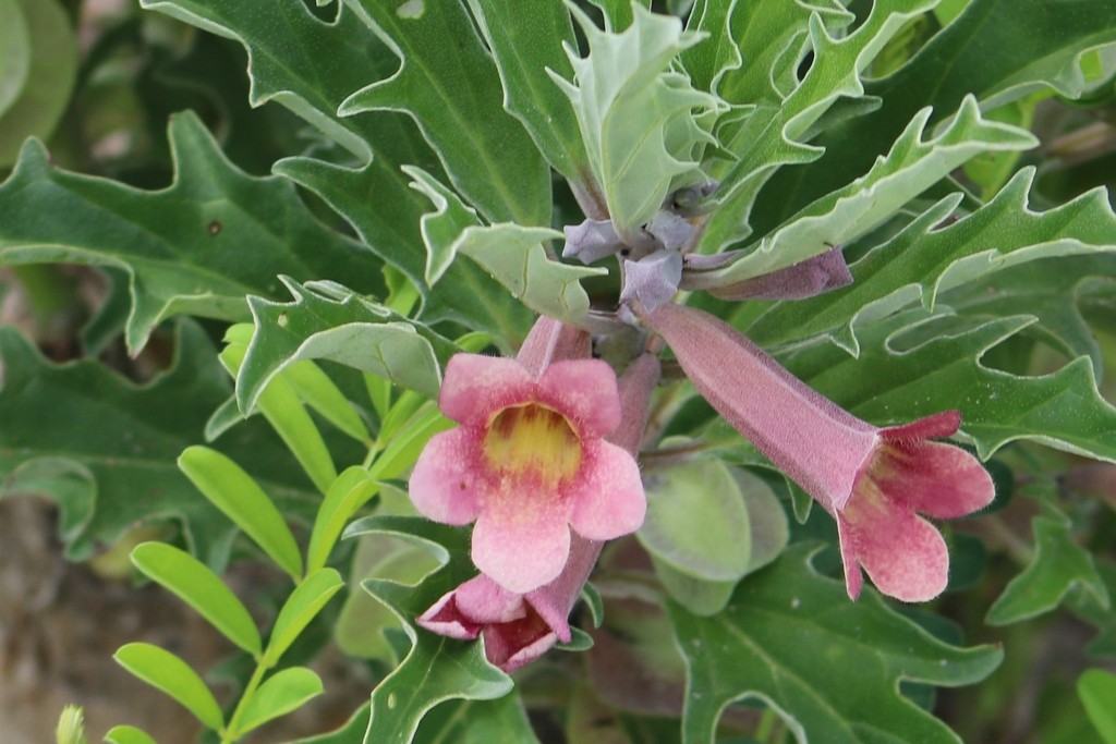 Botswana Sandkambroo