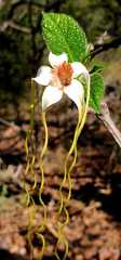 Strophanthus kombe