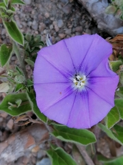 Convolvulus sabatius
