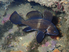 Sciaena umbra