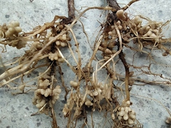 Rhizobiales