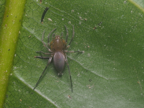 Clubiona mikhailovi