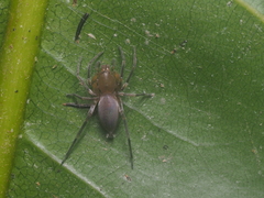 Clubiona mikhailovi