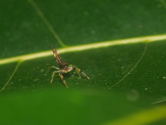 Indopadilla vimedaba