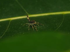 Indopadilla vimedaba
