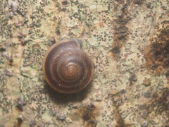 Geotrochus bicolor