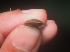 Geotrochus bicolor