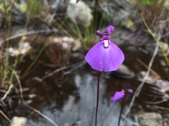 Utricularia dichotoma