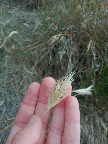Image of Rytidosperma pilosum by (c) Nina Kerr, some rights reserved (CC BY)